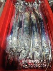 1일새벽 와~씨알큰 내만갈치 엄청나게 퍼 담았어요~!! 오늘 예약가능 사진