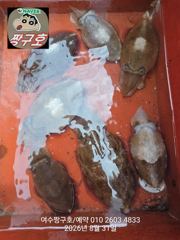 여수 짱구호  8월31일(월)갑오징어 탐사 조황 사진