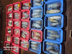 [통영] 팁런 )7분출조 97수 장원21수최대750g