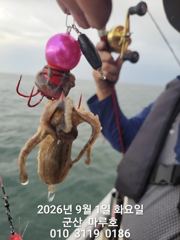 ♡  9월 1일   군산 마루호 첫쭈꾸미 실시가 조항~~♡ 사진
