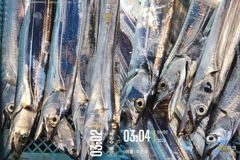 통영 수 은 호<<>>먼바다 갈치 조황입니다 오늘 2자리여유~ 예약하실때 자리 선택하세요~예약은 3361 4231 전화주세요 사진