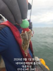 군산 대호피싱 쭈꾸미 대박 입니다.첫날부터 쏟아지고 있어요  사진