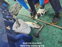 31일/월-허박지 대삼치들-오늘 오후/수,목(모집) 사진