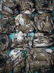 실시간 조황 - 8/30일,야간꽃게 연일 빅히트~ "오늘도 야간출조"~날마다 좋아요~살이통통~ 무쟈게 나오네요~~~군산 나드리호 사진