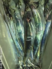 준내만갈치4지5지급대치들손맛장!!! 사진