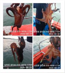 광진호,쭈꾸미출조{평일,5만}2,3,4,5,6,자리텅텅예약받습니다