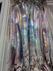 먼바다갈치 3지,4지 쿨러조황//텐빈 오늘 예약가능