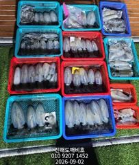 팁런무늬오징어 오늘예약가능합니다 사진