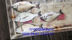 [부산] 가덕천성진양 감성돔 좌대조황입니다 (260901) 사진