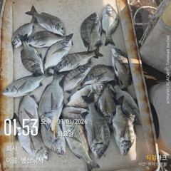 병산 감성돔 35외마릿수 선외기 흘림조황~~ 사진