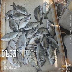 [고성] 병산 감성돔 35외 엄청마리수 선외기 흘림조황~~ 사진