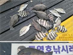 (南)남해조황 - 선외기 흘림에 감성돔,돌돔,벵에돔까지.... 사진