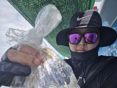 (南)남해조황 - 1일 탐사 쭈꾸미 50수 전후로 잡았습니다, 씨알도 좋네요 ~^^ 사진