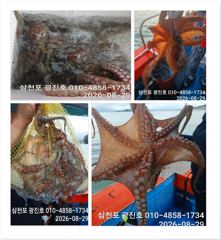 [사천] 쭈꾸미출조{평일,5만}2,3,4,5,6,자리텅텅예약받습니다 사진