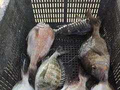 [통영] (풍화리)새풍화레저 백조기 마리수 조항