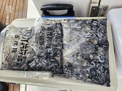 조황정보 - 삼길포 승주호 9/1 쭈꾸미 조황 - 삼길포 씨유만석낚시 사진