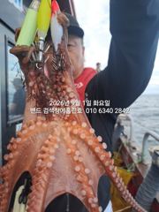9월1일 군산 홈런호 야간 문어 출조 하였습니다.제법 사이즈가 큰녀석들이 올라와 줍니다.마무리 할때까지 망태기 함 채워봐요!실시간 올립니다 사진