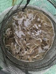오늘의 조황 - 해진호 9월 1일 쭈갑 조황 - 영흥도 배낚시선주협회