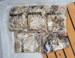26년 9월 1일 쭈갑조황입니다