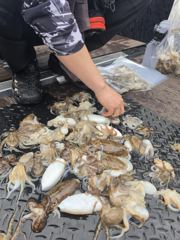 9월1일 원산대첩 천수만 조황
