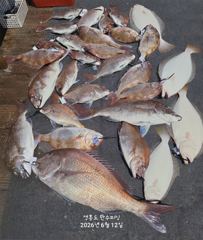 오늘의조황 - 6월 12일 참돔 7인 조황 - 영흥도 만수피싱 [구-만수배낚시-만수1호] 사진