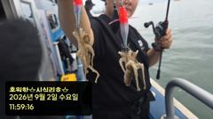 [쭈·갑·문조황]9/2[홍원항영진낚시]lt;시실리호gt;쭈amp;갑출조조황입니다~!! 사진