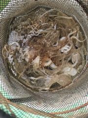 해진호 9월2일 주꾸미 조황 사진