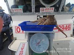 "여밭돌문어" 1300g1000g외 중치들과 초보조사님들 따따블힛트!! 파이팅 조황입니다~^^(예약가능)