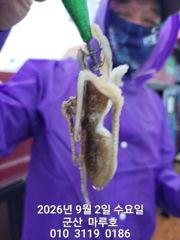9월  2일  군산마루호  쭈꾸미 실시간 조항~★
