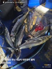 어제 잡은 대삼치 오늘 10시 출항 모집중