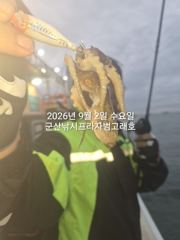 9/2일, 재미있는 쭈꾸미낚시~오늘 잘 나오고 있어요~ ~실시간~군산 범고래호 사진