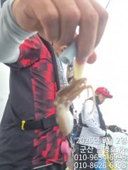 9/2일,  재미있고 맛있는 쭈꾸미낚시~오늘 잘 나오고 있어요~ ~실시간~오전/오후반 전문-오후1자리 있어요~~ 군산 월명호 사진