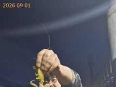 씨알 좋은 무늬오징어!!! 오늘도 갑니다! 사진