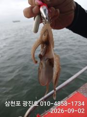광진호,쭈꾸미출조{평일,5만},3,4,5,6,자리텅텅예약받습니다 사진