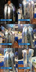＜＜통영 뉴명륜호 14인승＞＞ 大치들!!! 쿨러조황^^ (오늘 4자리) 사진
