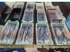 통영스카이호..."" 먼바다 대갈치 전원쿨러 조황""...대갈치 최고 20kg 이상...오늘 3자리여유 예약가능합니다 사진