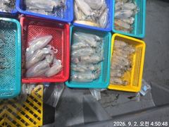 (무늬오징어)전투낚시 감자 고구마 바글바글~고잉메리호(오늘 예약) 사진