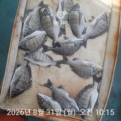감성돔 찌낚시 개인출조 모집합니다~