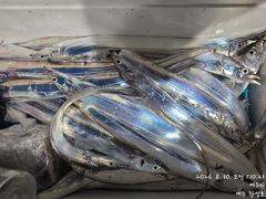 오늘밤 9월2일 내만갈치 출동합니다