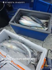 10시 출항했는데 벌써 대삼치 만쿨이요~~~~