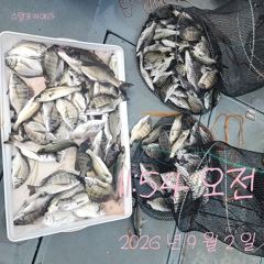 [고성] 2일 감시 많아요~~씨알도 많이 커졌네요