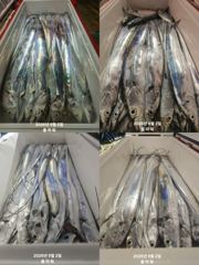 [여수플라워호] 2일 갈치 조황입니다.010-2004-5524