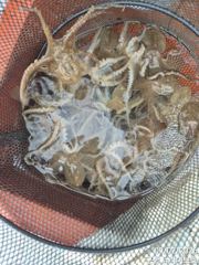 9/2일, 군산 쭈꾸미~재미있는 쭈꾸미낚시  오늘 조황~~군산 뉴라이브호 사진