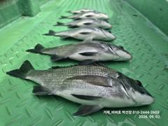 [거제 비버호]내만 감성돔 조황(예약가능). 사진