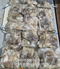 ★★ 9/2 [군산 대일피싱]   태평양호  쭈꾸미 조황~! 내일 12자리있습니다. 사진