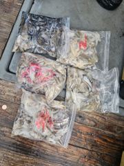 [유로파호] 26년 9월 2일 18명 주꾸미 갑오징어 조황 사진
