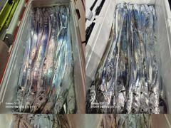 [통영] 통영 영운호 14석 먼바다 대칼치 대박을 기원 하며 기상 좋아 …