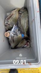 [사천] 삼천포 산분령 유료낚시터 9/2 조황입니다!!
