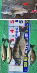 [마산] [바다마을호] 감성돔 조황(8/31) 사진
