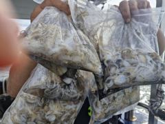 [~~대천항 나이키호~~]